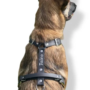 Harnais en biothane noir avec gravure personnalisée sur la sangle dorsale, porté par un chien de type berger.