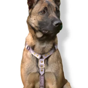 Harnais en biothane avec gravure personnalisée sur la sangle de poitrail, porté par un chien de type berger.