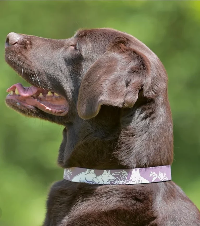 Labrador chocolat portant un collier biothane violet avec des motifs de loups blancs, en extérieur avec un fond verdoyant.