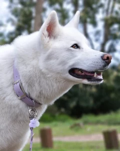 Lua 