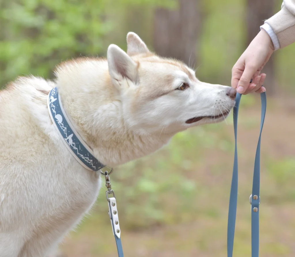 Husky blanc portant un collier biothane bleu avec motifs et une laisse assortie