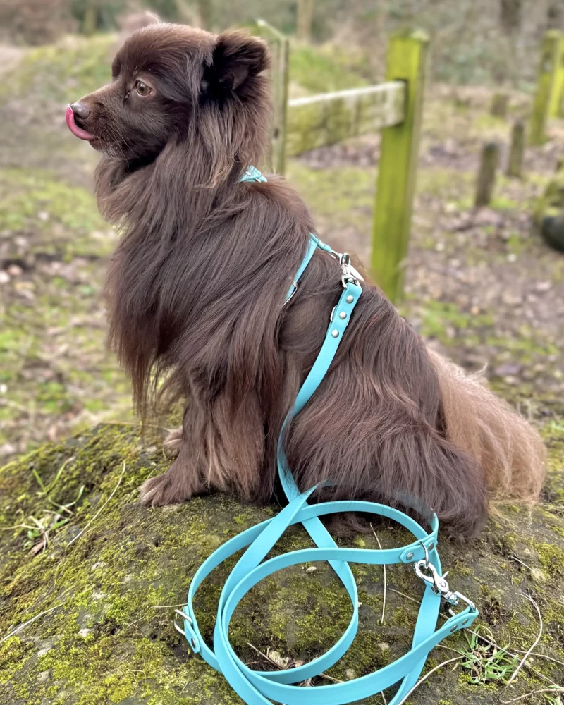 16mm BioThane® Dog Harness – customisable 🎨 - Image 11