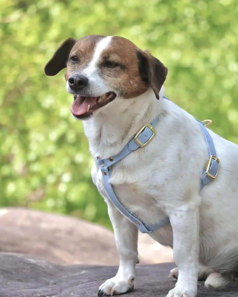 16mm BioThane® Dog Harness – customisable 🎨 - Image 8