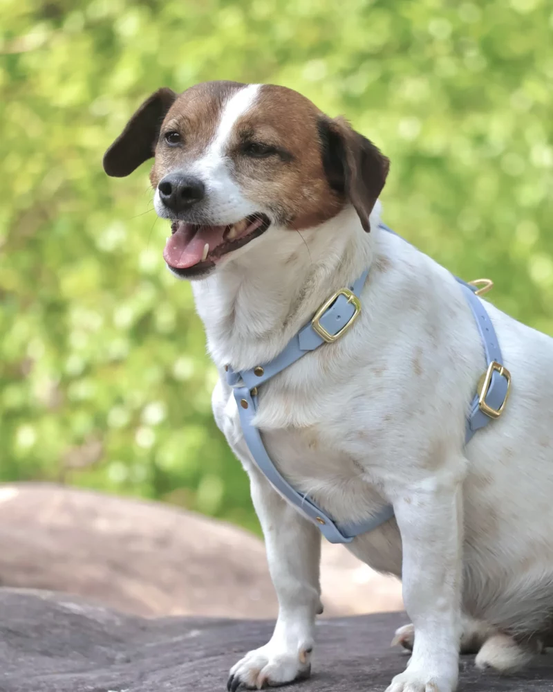 BioThane® Hundegeschirr 16mm – personalisierbar 🎨 – Bild 8