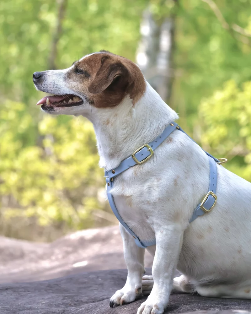 16mm BioThane® Dog Harness – customisable 🎨 - Image 6