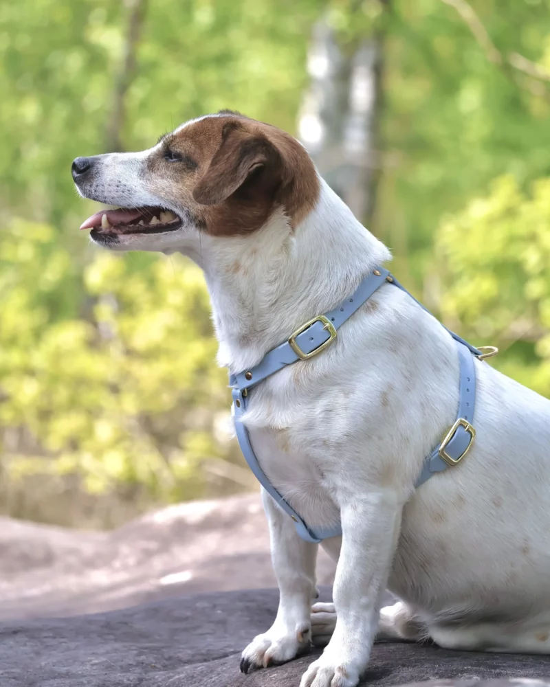 BioThane® Hundegeschirr 16mm – personalisierbar 🎨 – Bild 6
