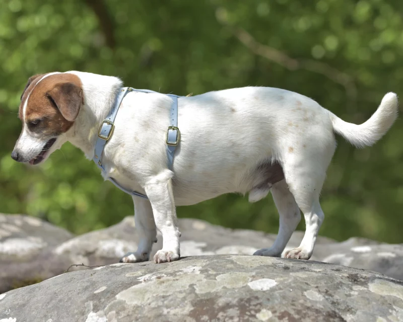 16mm BioThane® Dog Harness – customisable 🎨 - Image 13