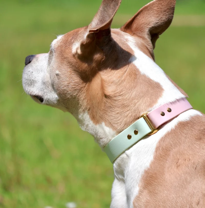Biothane® Two-Tone Collar 25mm – Customizable 🎨 - Image 19
