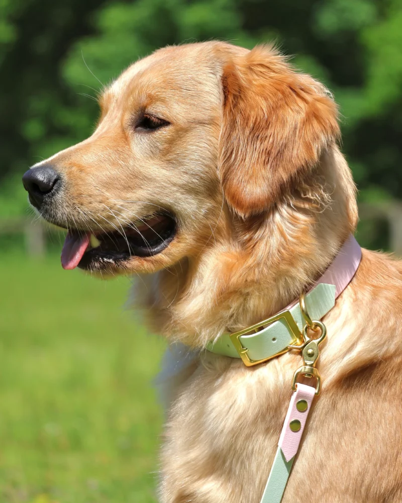 Biothane® Two-Tone Collar 25mm – Customizable 🎨 - Image 4