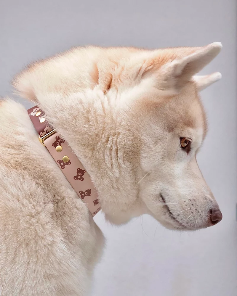 Biothane® Two-Tone Collar 25mm – Customizable 🎨 - Image 6