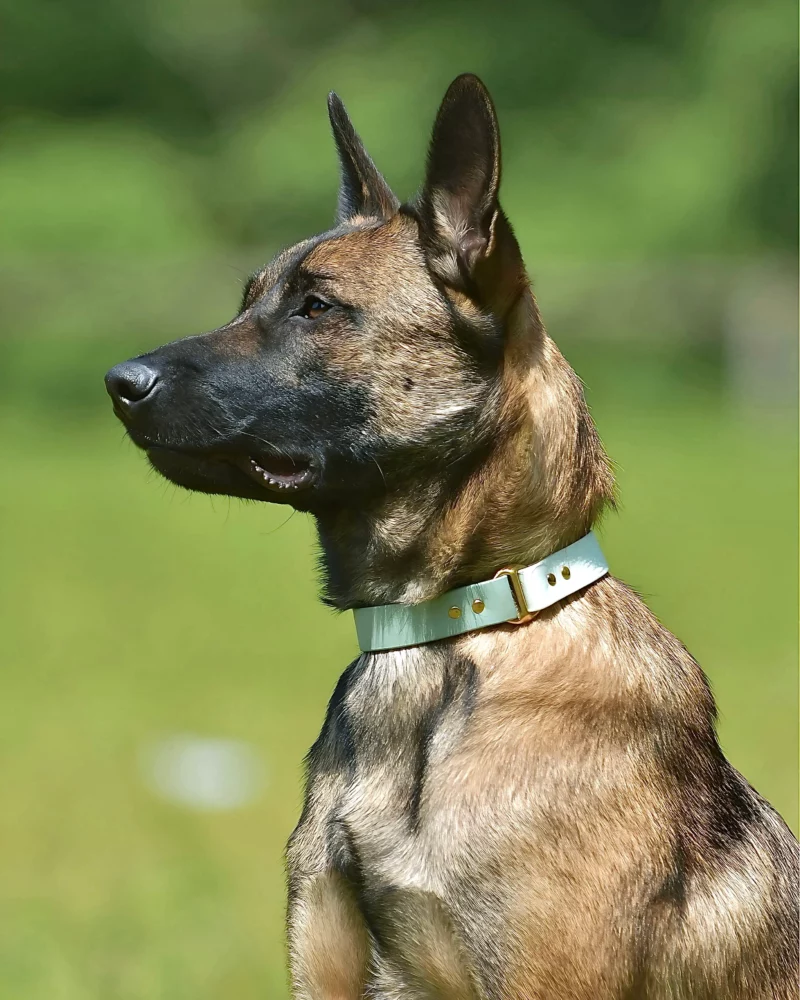 Biothane® Two-Tone Collar 25mm – Customizable 🎨 - Image 15