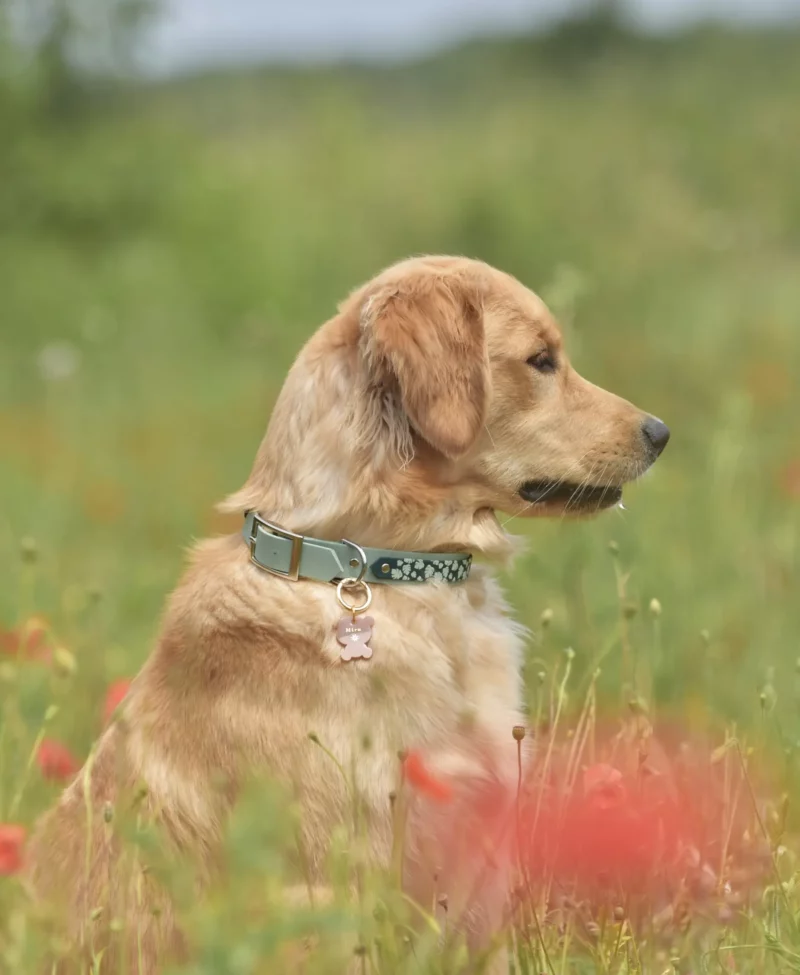 Double Layer 25mm BioThane® Dog Collar – Customizable 🎨 - Image 15