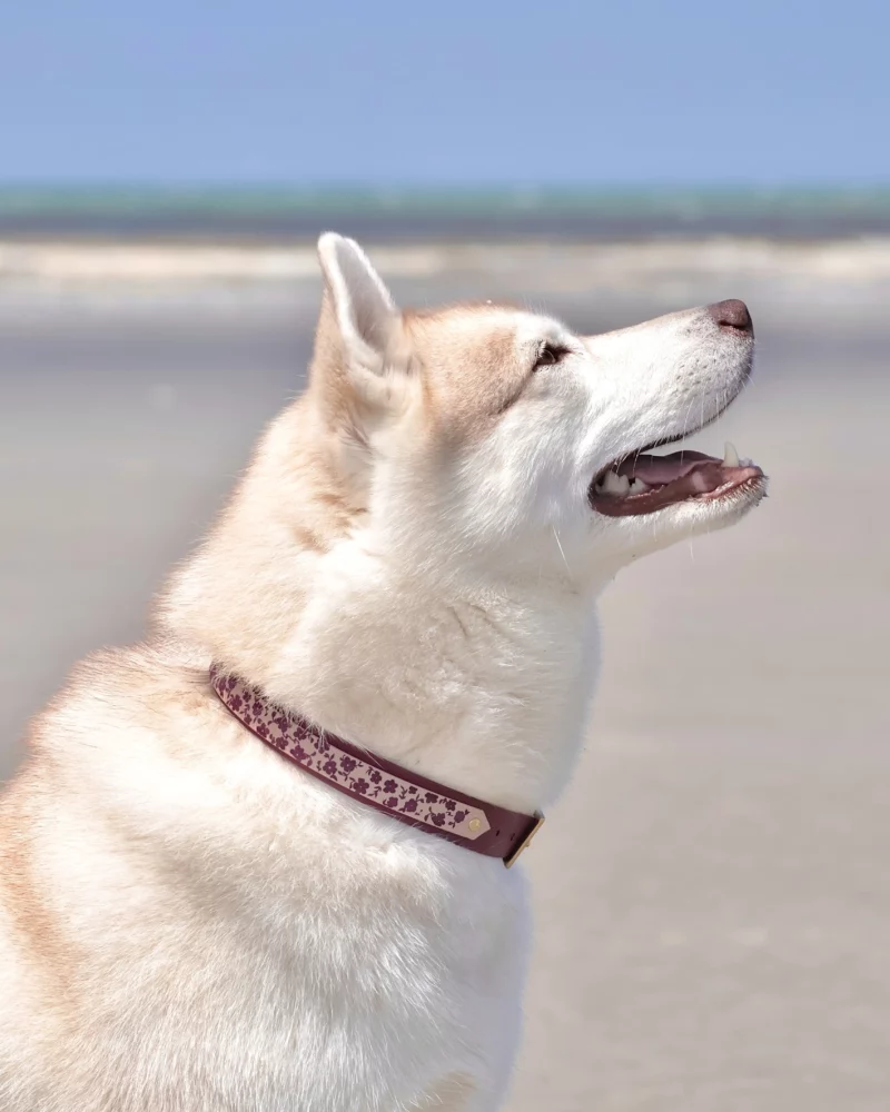 Double Layer 25mm BioThane® Dog Collar – Customizable 🎨 - Image 10