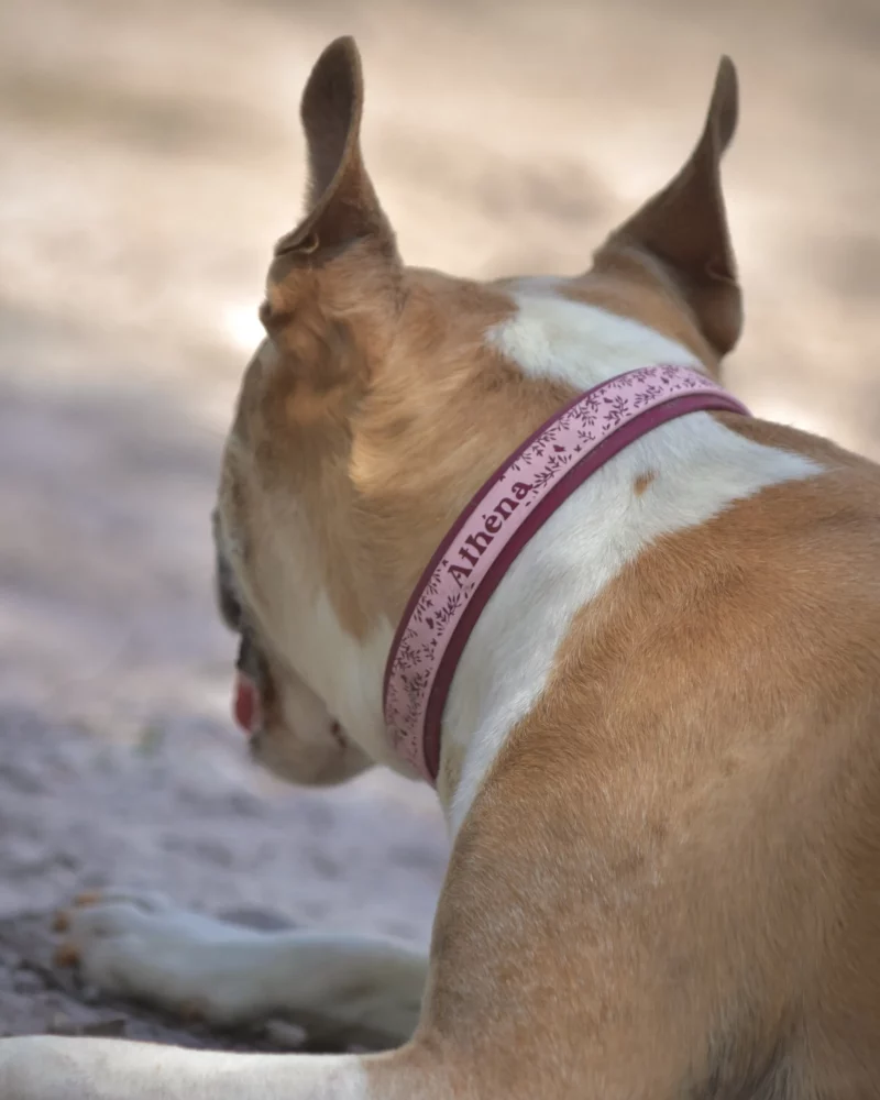 Double Layer 25mm BioThane® Dog Collar – Customizable 🎨 - Image 7