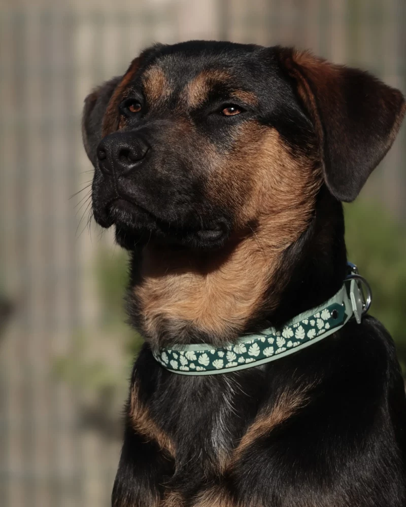 Double Layer 25mm BioThane® Dog Collar – Customizable 🎨 - Image 2