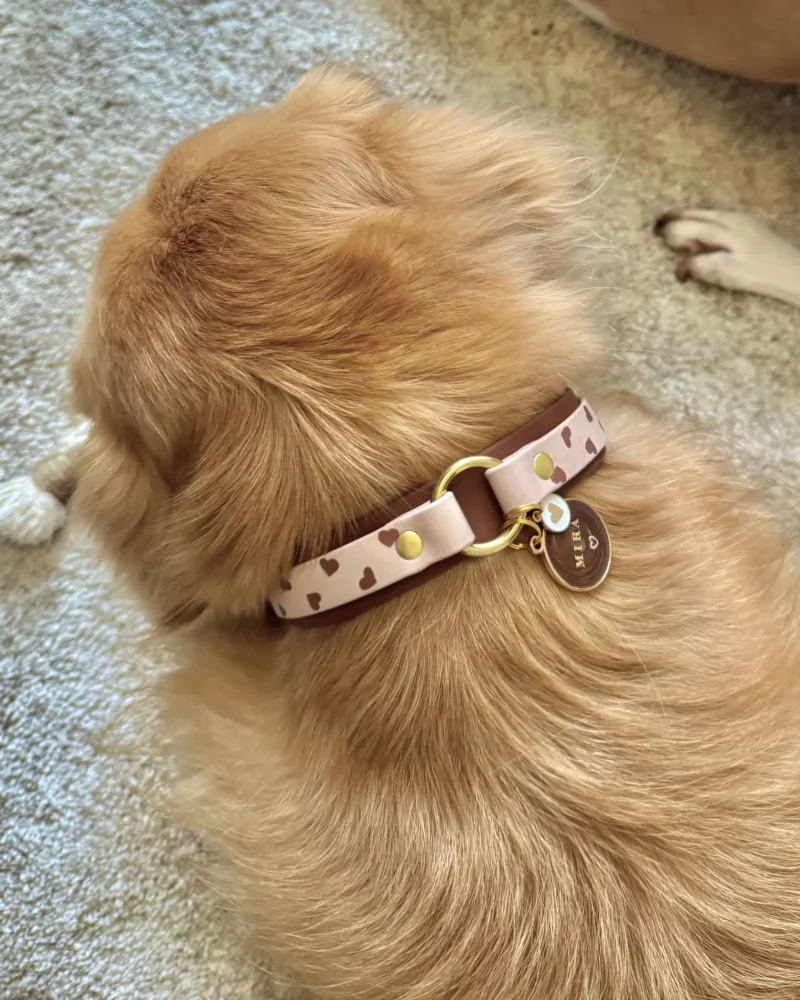 Collar doble de 25mm BioThane® con anilla central – personalizable 🎨 - Imagen 2