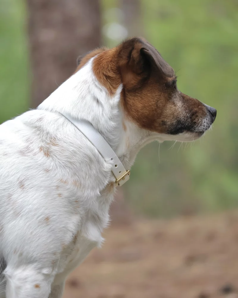 Simple Biothane® Dog Collar 16mm – Customizable 🎨 - Image 13