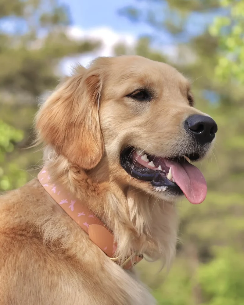 Simple Biothane® Dog Collar 25mm – Customizable 🎨 - Image 17