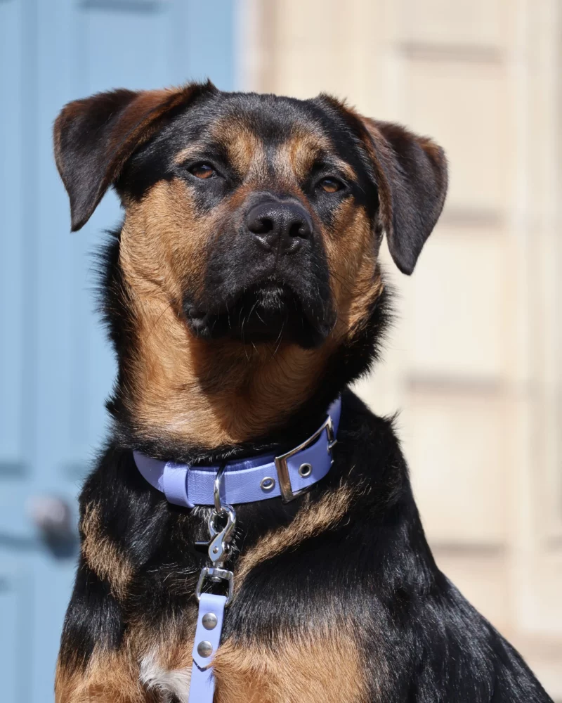 Simple Biothane® Dog Collar 25mm – Customizable 🎨 - Image 13