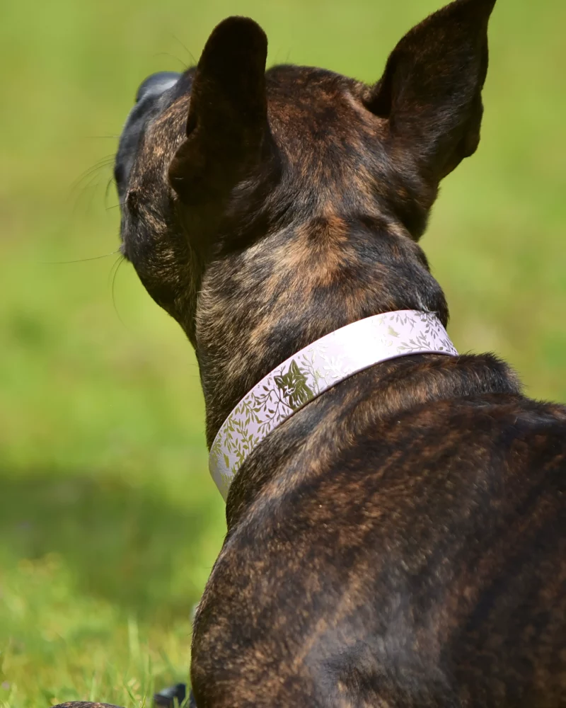 Simple Biothane® Dog Collar 25mm – Customizable 🎨 - Image 19