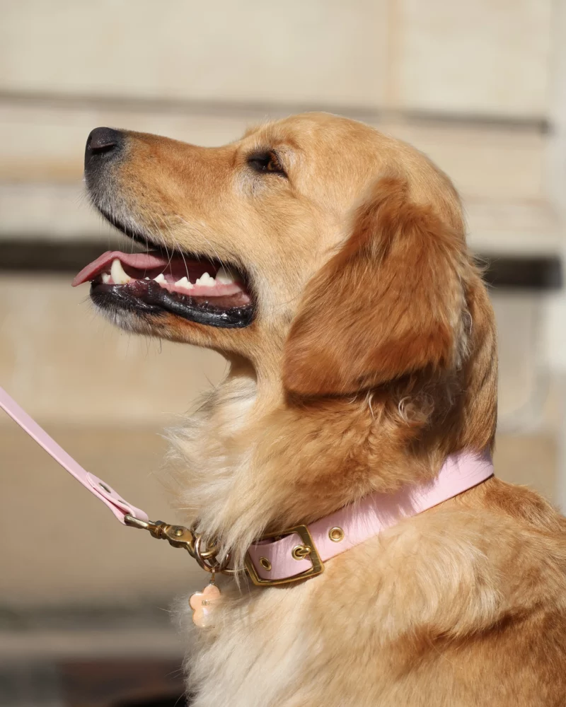 Simple Biothane® Dog Collar 25mm – Customizable 🎨 - Image 2