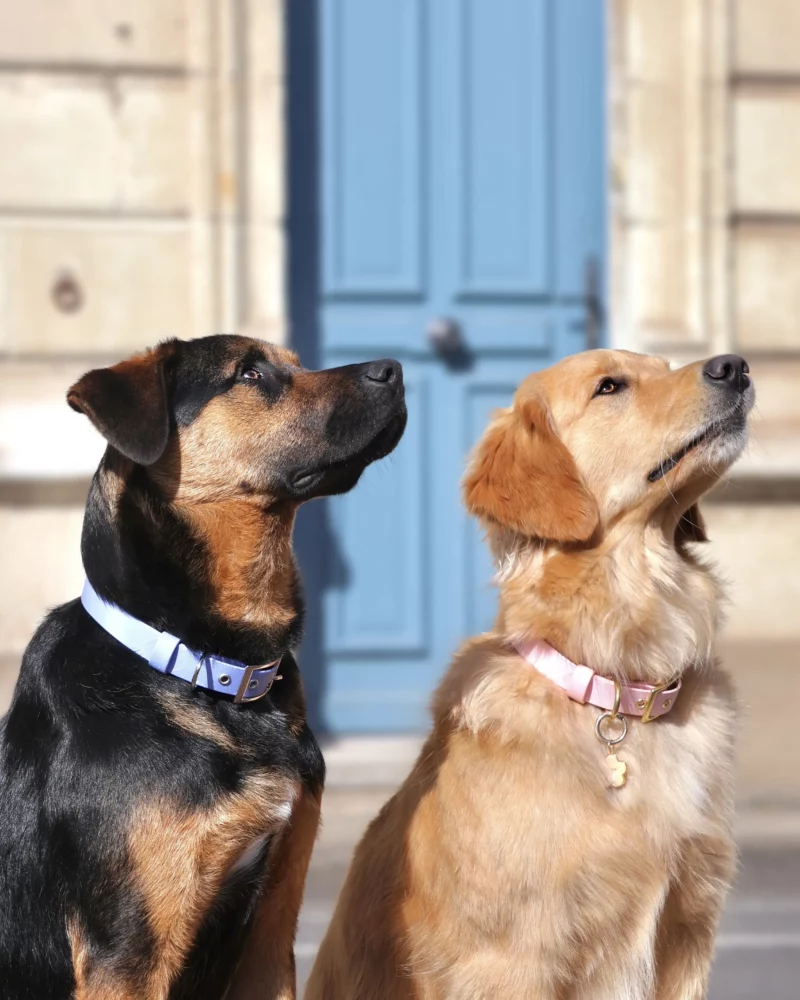Simple Biothane® Dog Collar 25mm – Customizable 🎨 - Image 8