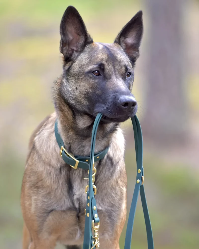 Simple Biothane® Dog Collar 25mm – Customizable 🎨 - Image 6