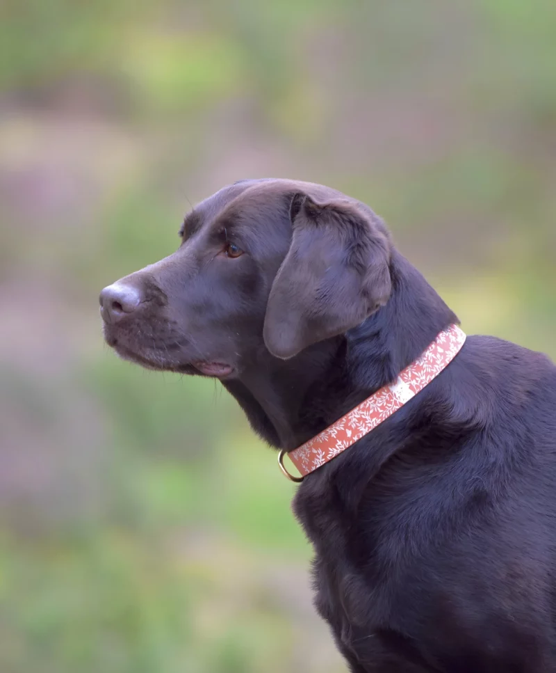 Simple Biothane® Dog Collar 25mm – Customizable 🎨 - Image 22