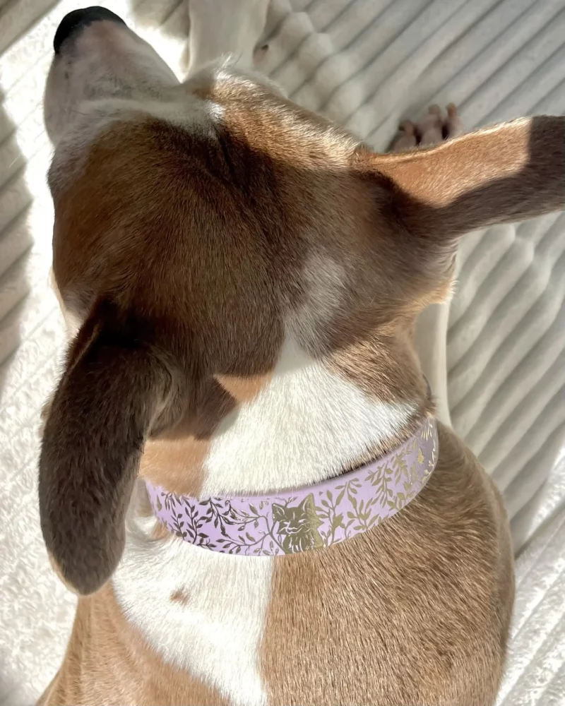 Simple Biothane® Dog Collar 25mm – Customizable 🎨 - Image 11