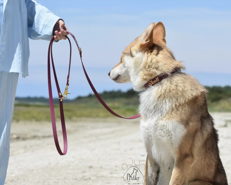 Simple Biothane® Dog Collar 25mm – Customizable 🎨 - Image 15