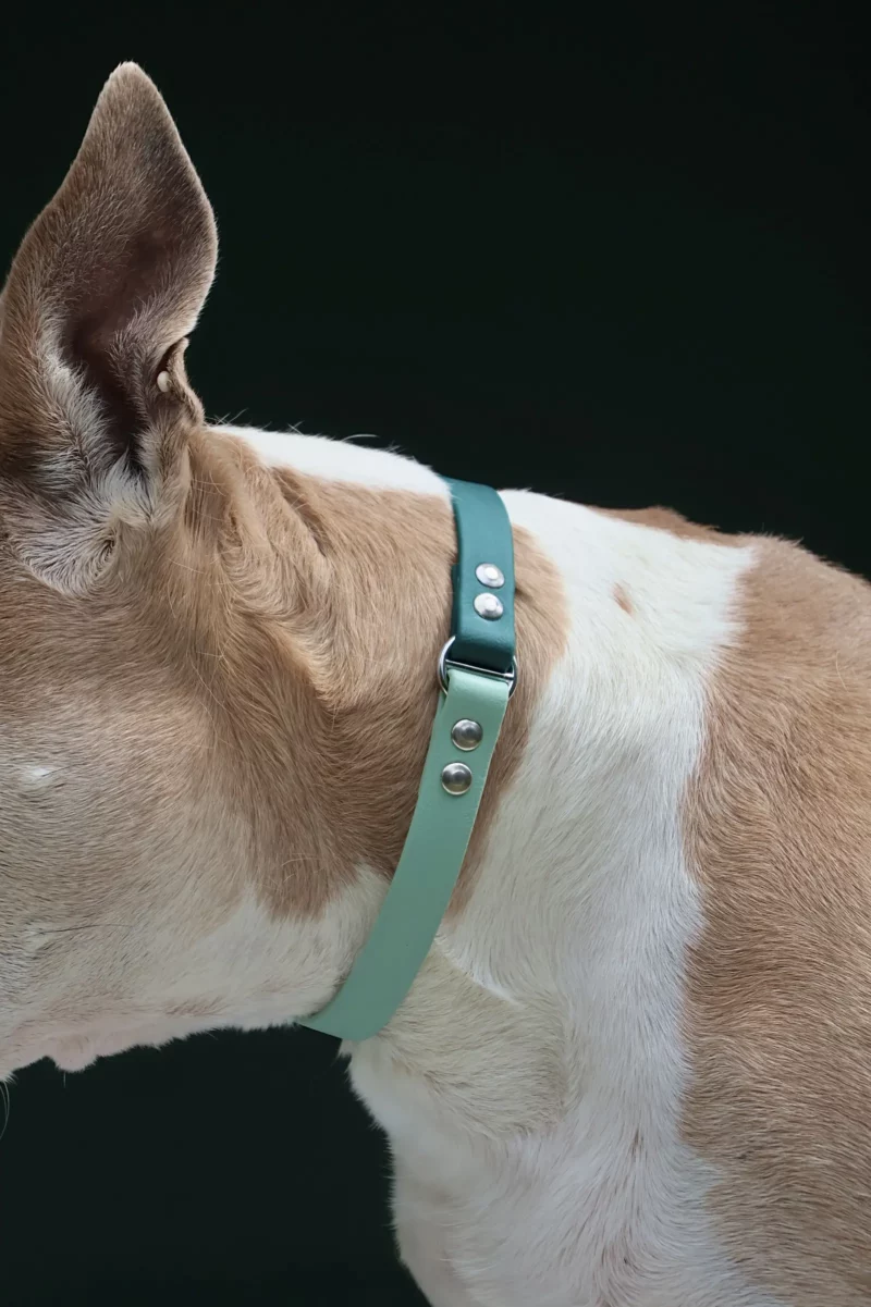 Collier bicolore 16mm BioThane® - à personnaliser 🎨 – Image 10