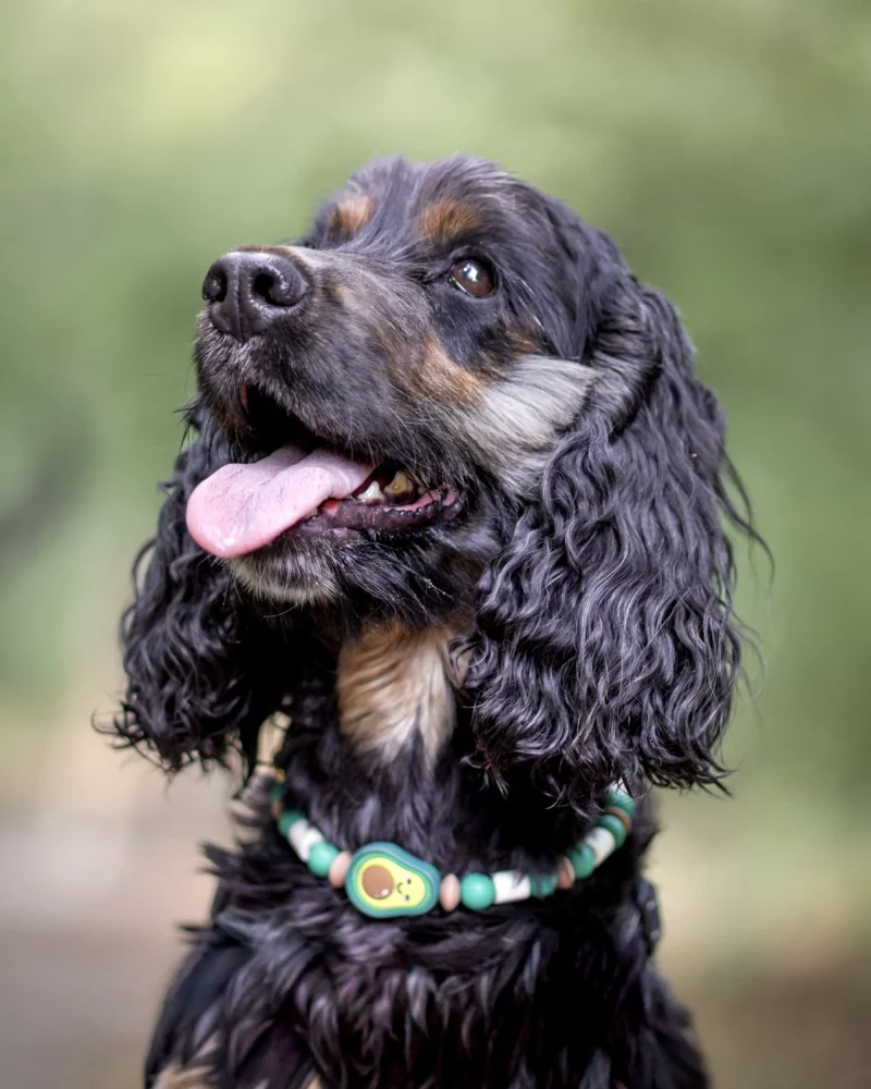Abokado Anti-Parasit Hundehalsband – Bild 5