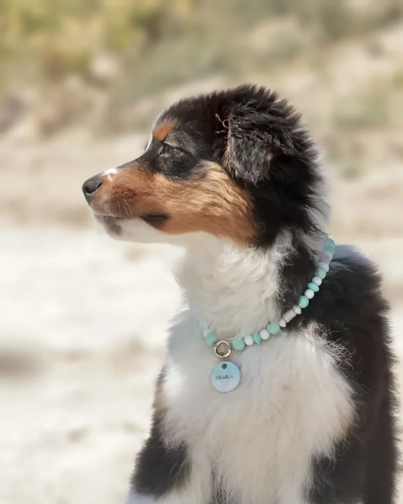 Collier anti-parasitaire Bēshikku – à personnaliser – Image 9