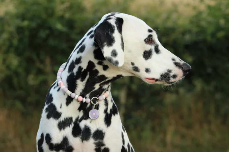 Hāto Anti-Parasit Hundehalsband – Bild 2