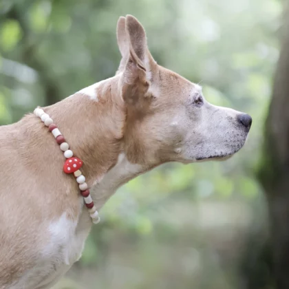 Collier anti-parasitaire Kinoko
