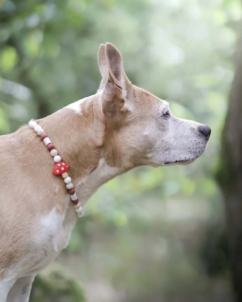 Collier anti-parasitaire Kinoko – Image 2