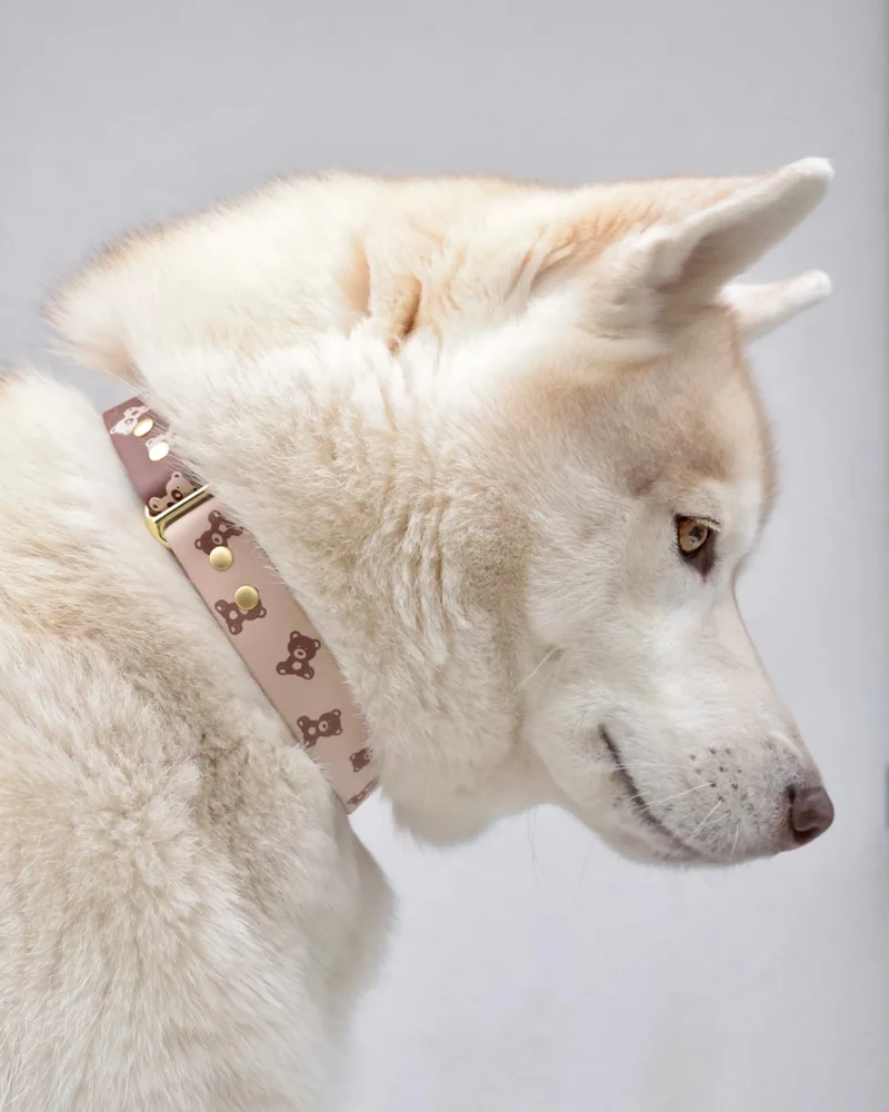 Collier bicolore 25mm BioThane® – Kuma no Nuigurumi – Image 8