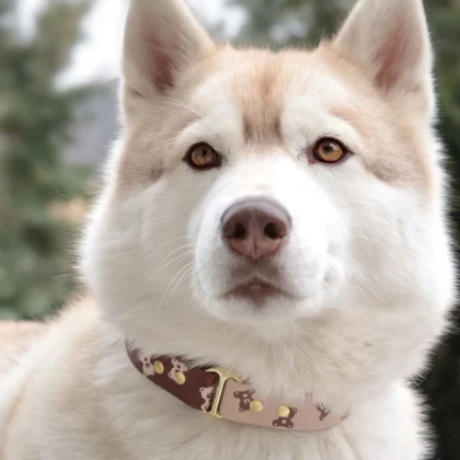 Collier bicolore 25mm BioThane® – Kuma no Nuigurumi