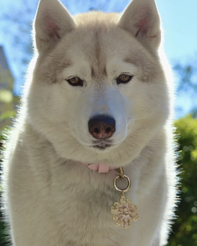 Médaille Kyūbi no Kitsune – Image 2