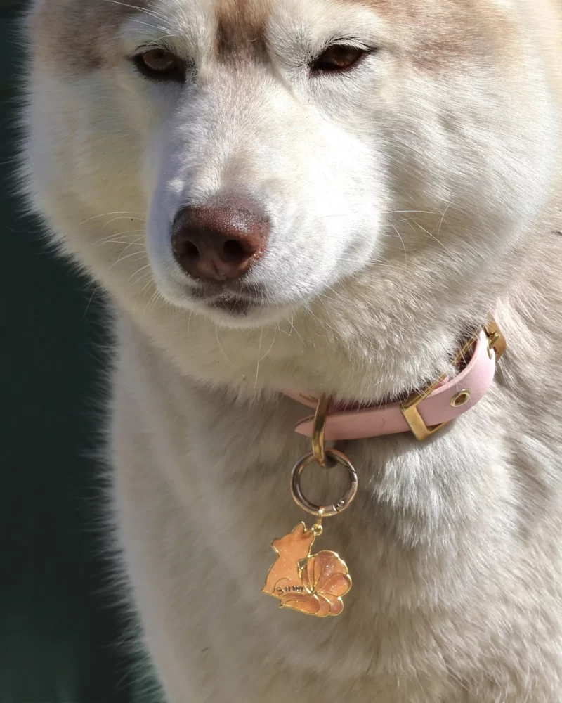 Chapa Kitsune Aki - Imagen 6