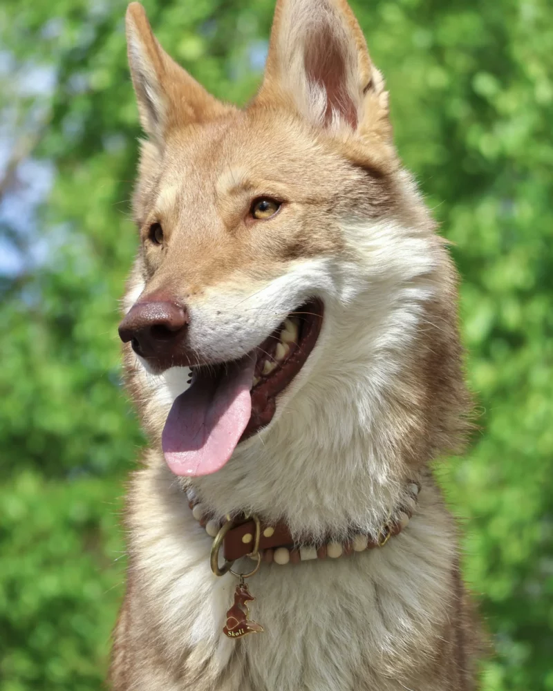 Médaille Kitsune Nozomi – Image 5