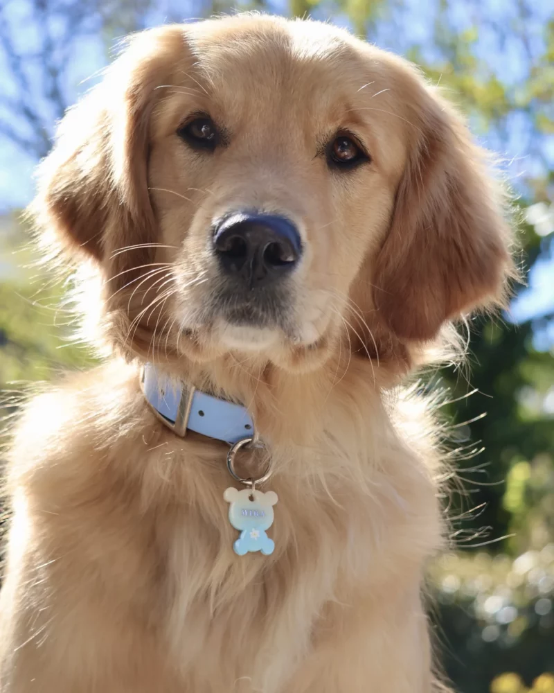 Kuma Hana Hundemarke – Bild 2