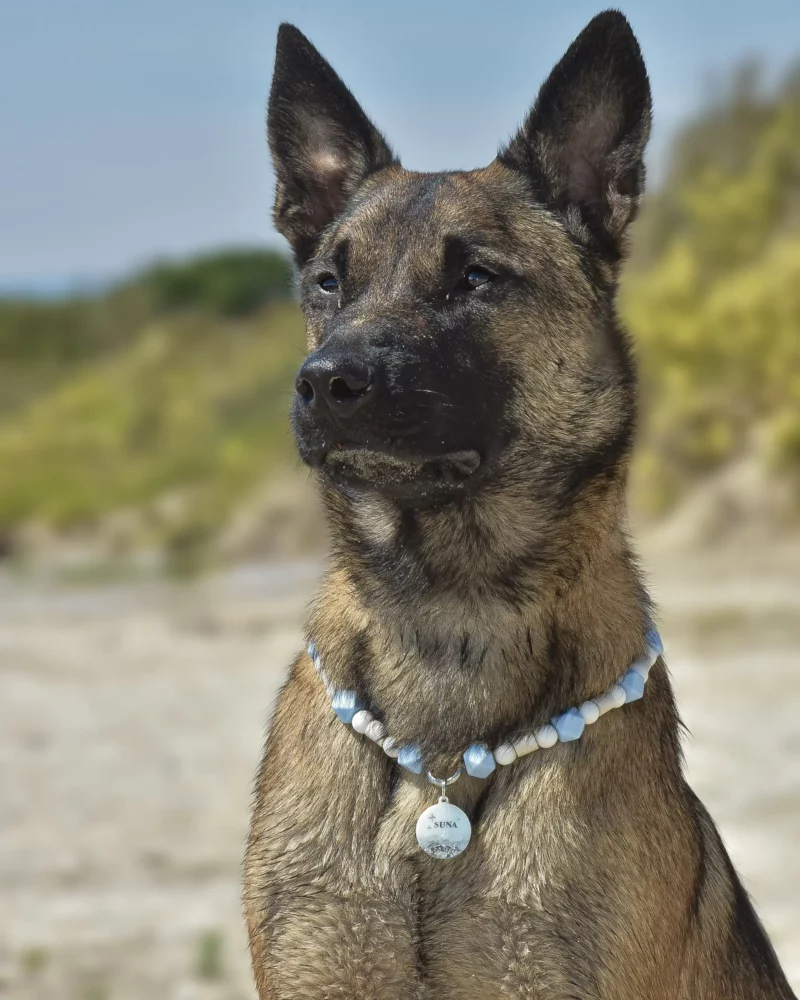 Seikai Hundemarke – Bild 2