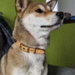 Collier bicolore 25mm BioThane® – Aki no Mori