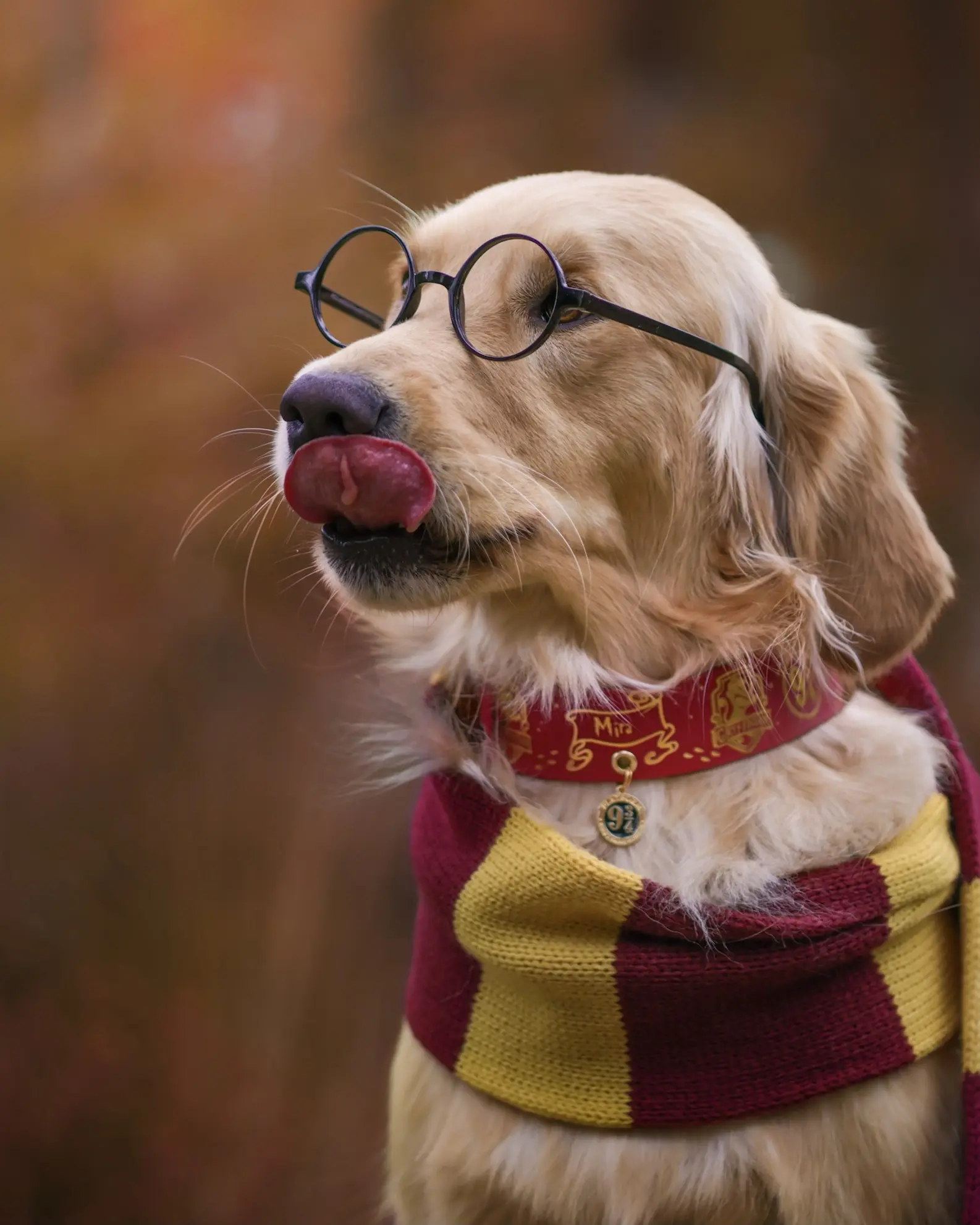 Collier 38mm BioThane® – Harry Potter (Gryffondor) Collier 38mm BioThane® - Harry Potter (Gryffondor) – Image 8