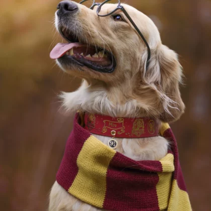 Collier 38mm BioThane® – Harry Potter (Gryffondor)