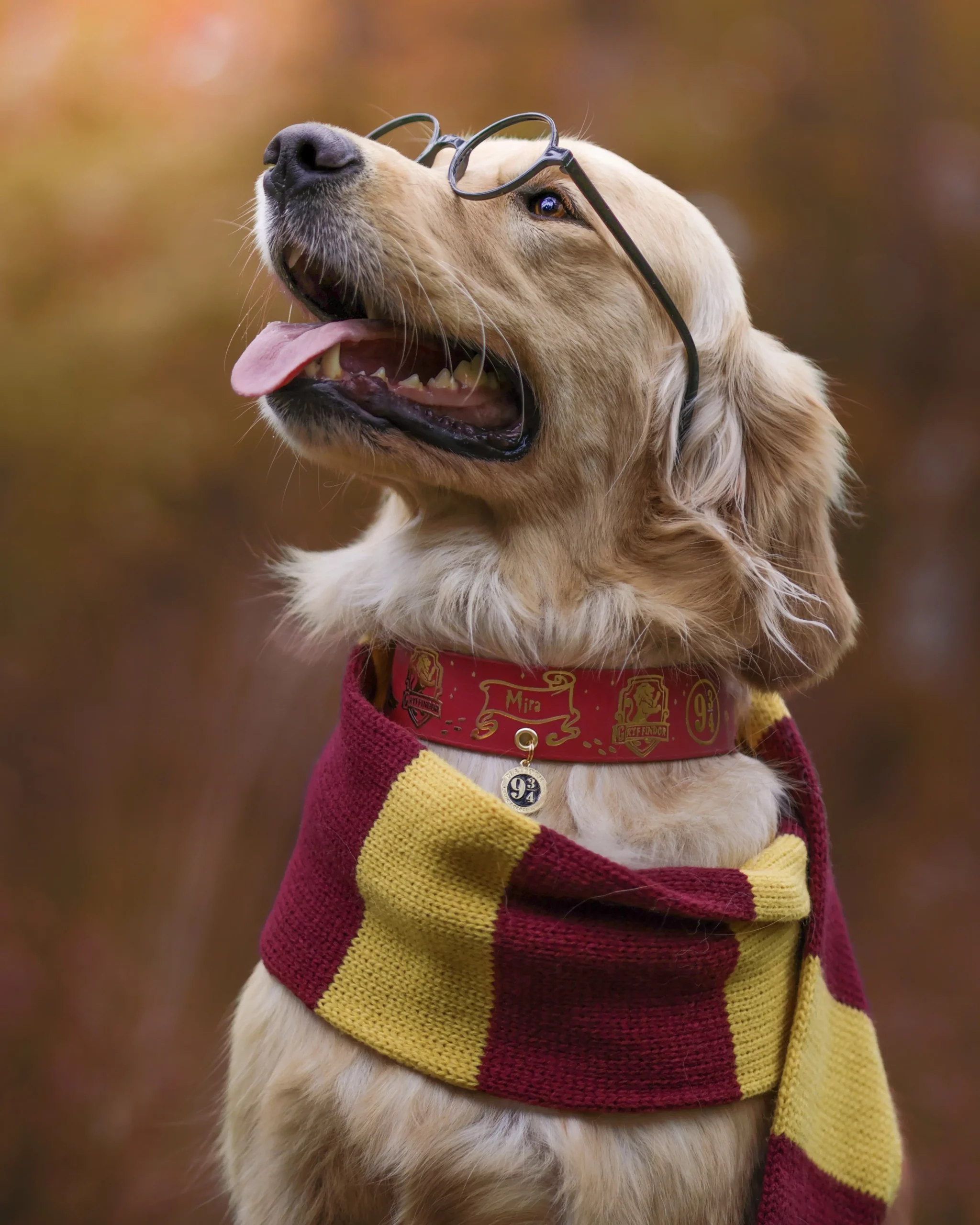 Collier 38mm BioThane® – Harry Potter (Gryffondor) Collier 38mm BioThane® - Harry Potter (Gryffondor) – Image 2