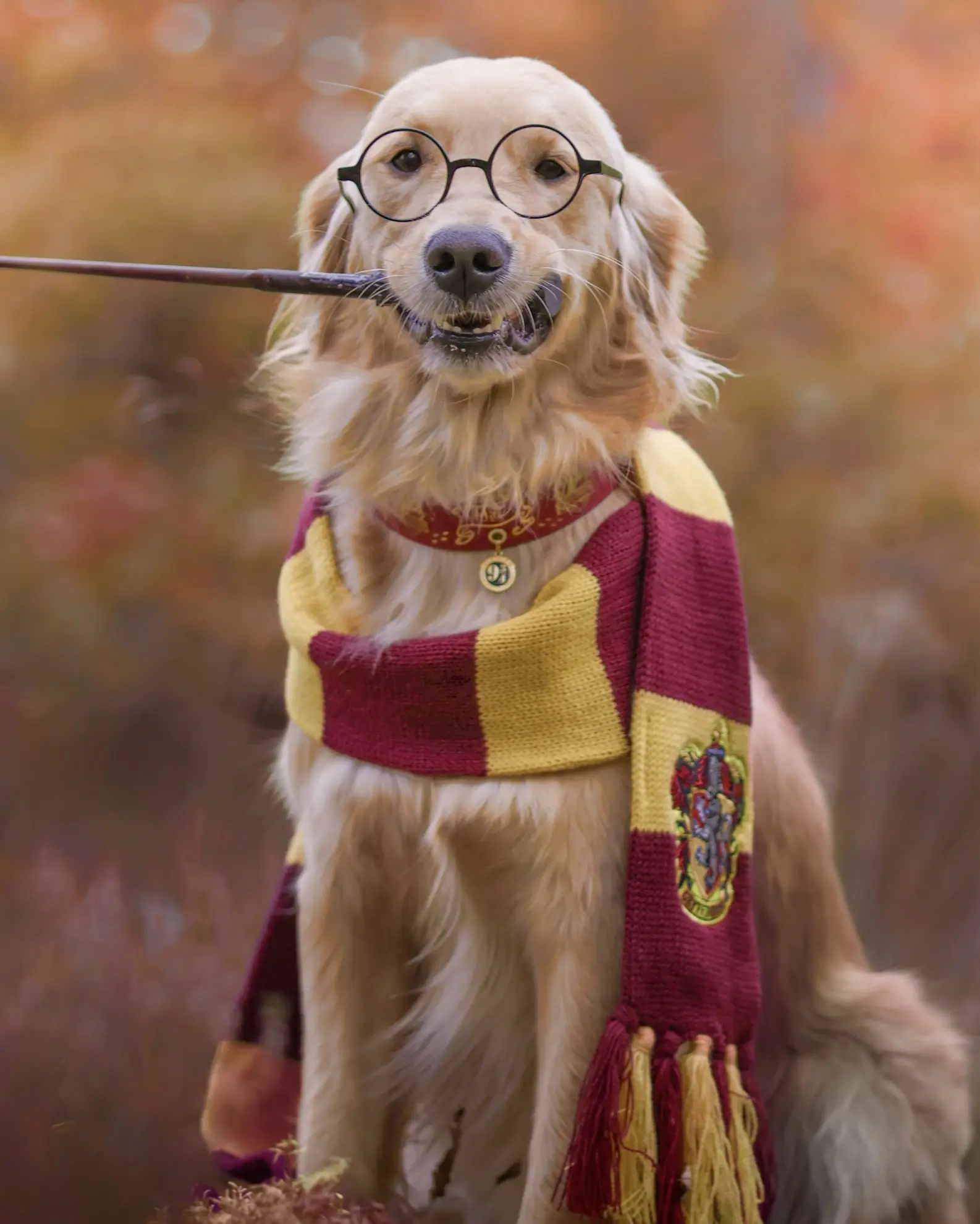 Collier 38mm BioThane® – Harry Potter (Gryffondor) Collier 38mm BioThane® - Harry Potter (Gryffondor) – Image 4