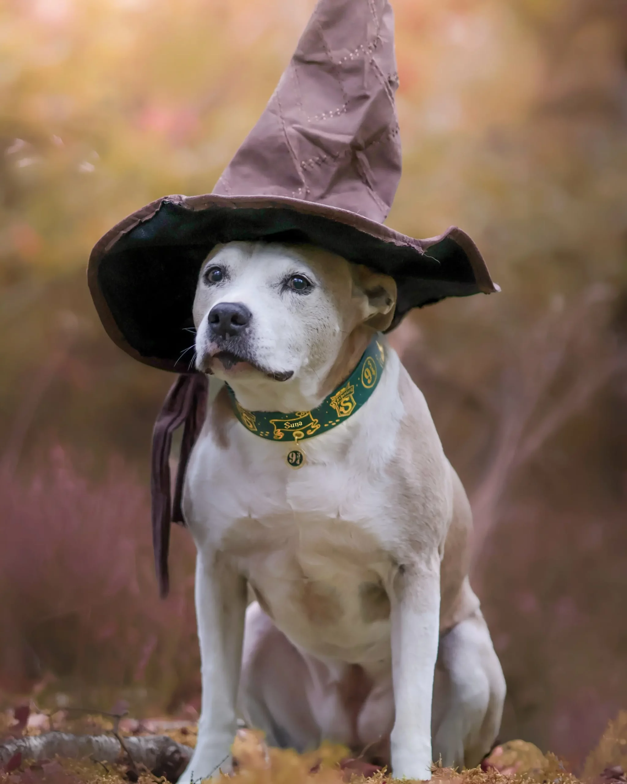 Collier 38mm BioThane® – Harry Potter (Serpentard) Collier 38mm BioThane® - Harry Potter (Serpentard) – Image 8