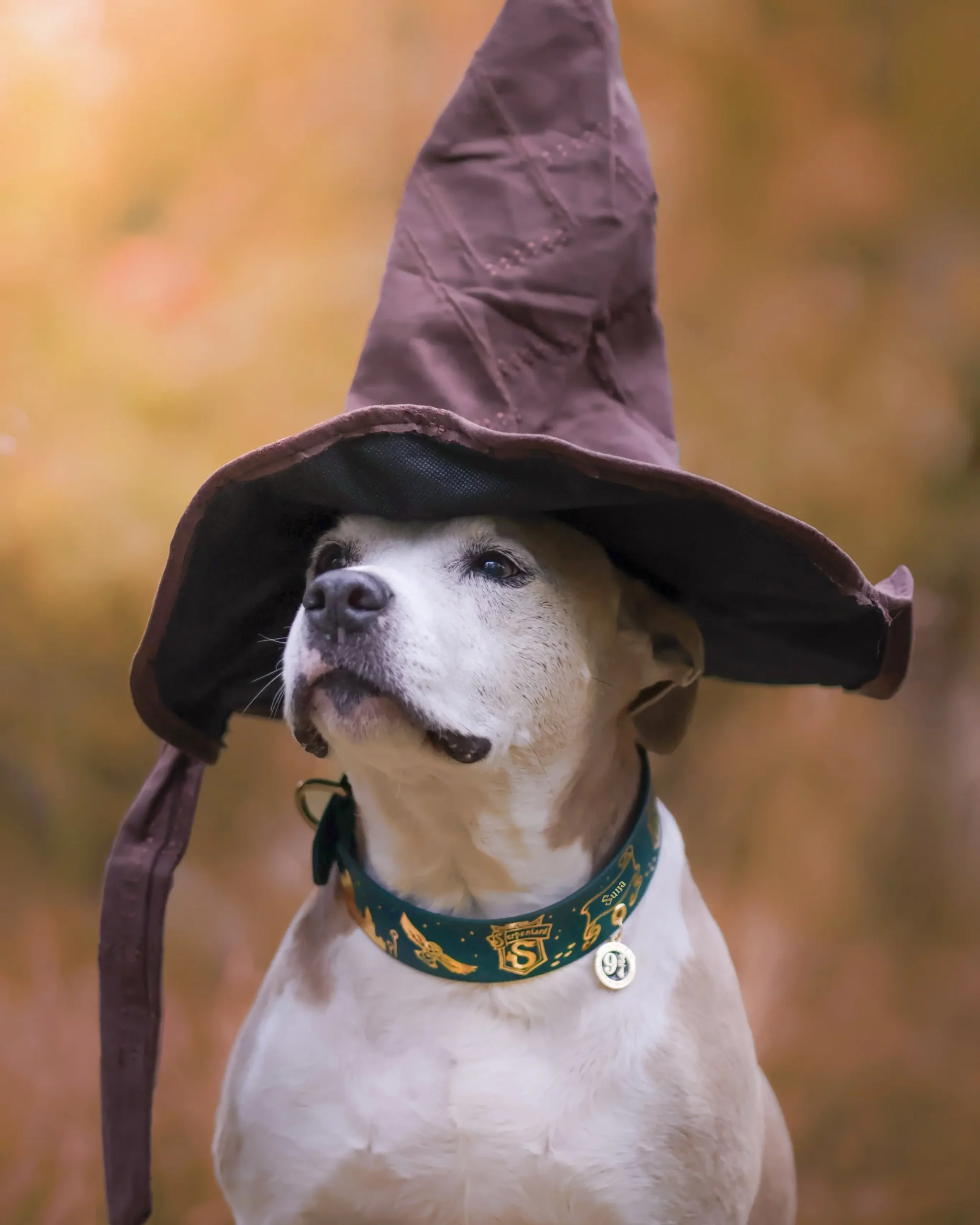 Collier 38mm BioThane® – Harry Potter (Serpentard) Collier 38mm BioThane® - Harry Potter (Serpentard) – Image 10